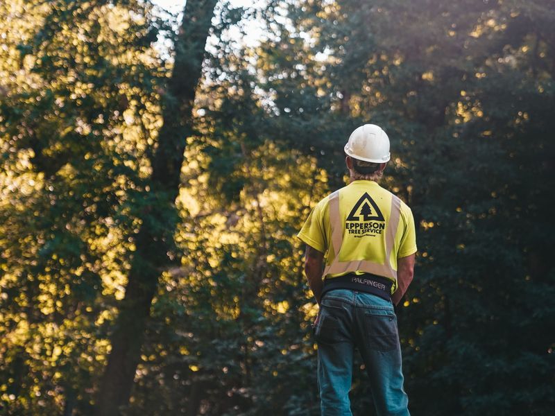 Tree removal crew working near Minneapolis