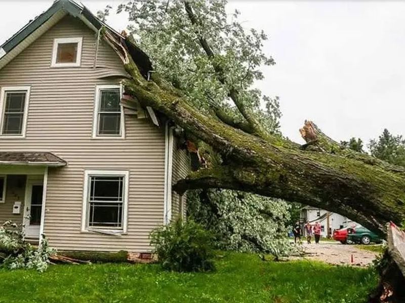 Tree removal job near Bloomington, MN