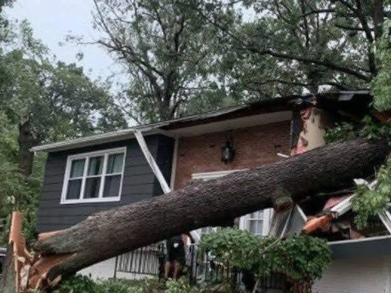 Tree removal job near Eden Prairie, MN