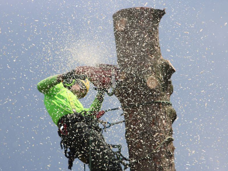Tree removal job near Hopkins, MN