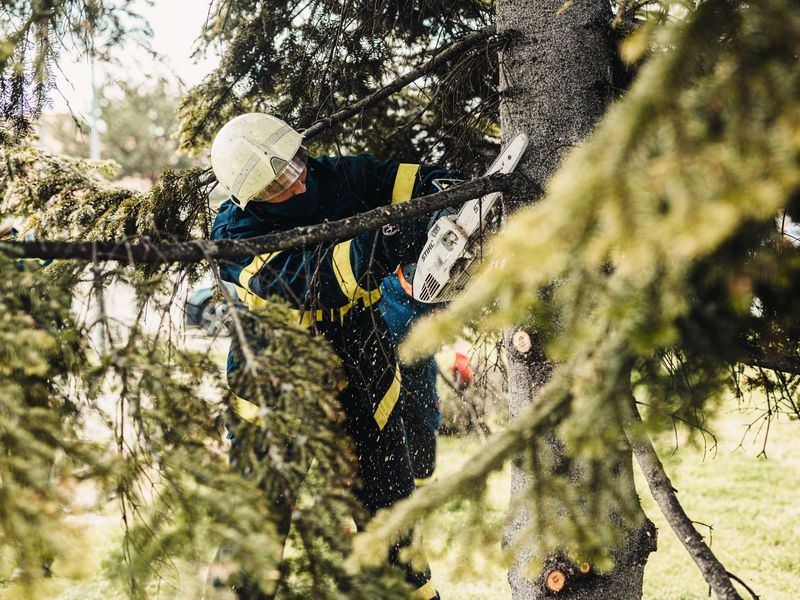 Tree removal job in the Longfellow neighborhood of Minneapolis