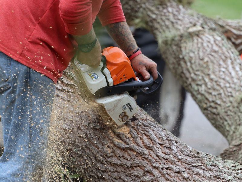 Tree removal job near Maple Grove, MN
