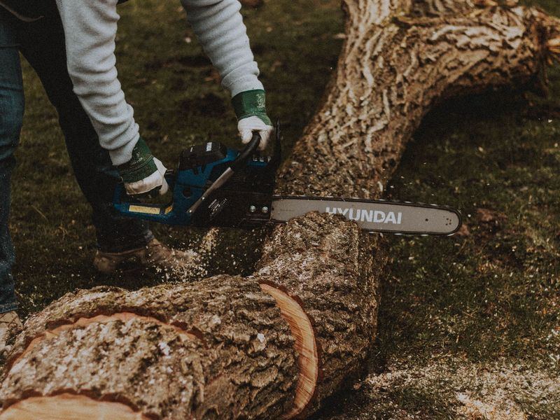 Tree removal job in the Northeast neighborhood of Minneapolis