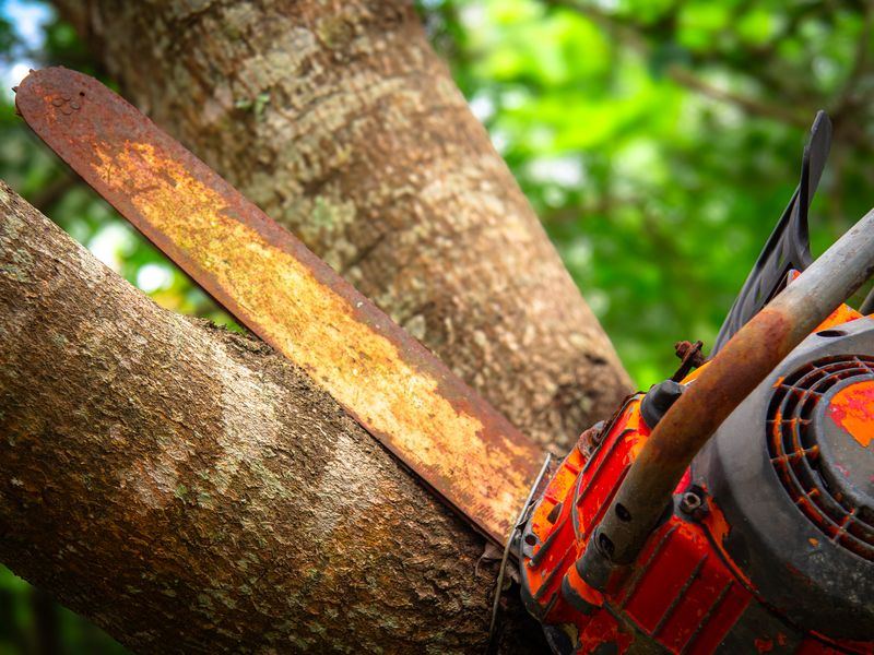 Tree removal job near Plymouth, MN
